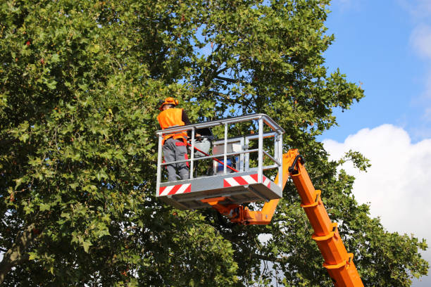 Best Tree Health Inspection  in Visalia, CA